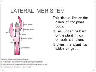 LATERAL MERISTEM
This tissue lies on the
sides of the plant
body.
It lies under the bark
of the plant in form
of cork cambium.
It gives the plant it’s
width or girth.
 