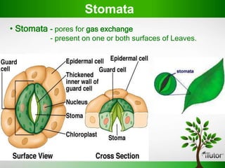 • Stomata - pores for gas exchange
- present on one or both surfaces of Leaves.
Stomata
 