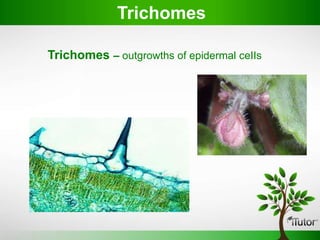 Trichomes
Trichomes – outgrowths of epidermal ceIIs
 
