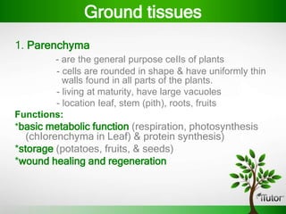 1. Parenchyma
- are the general purpose ceIIs of plants
- cells are rounded in shape & have uniformly thin
walls found in all parts of the plants.
- living at maturity, have large vacuoles
- location Ieaf, stem (pith), roots, fruits
Functions:
*basic metabolic function (respiration, photosynthesis
(chIorenchyma in Leaf) & protein synthesis)
*storage (potatoes, fruits, & seeds)
*wound healing and regeneration
Ground tissues
 