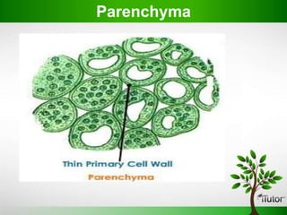 Parenchyma
 