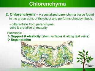 2. ChIorenchyma - A specialized parenchyma tissue found
in the green parts of the shoot and performs photosynthesis.
ChIorenchyma
- differentiate from parenchyma
cells & are alive at maturity
Functions:
 Support & elasticity (stem surfaces & along leaf veins)
 Segeneration
 