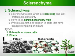 3. ScIerenchyma
 sclerenchyma cells which are non-living and lack
protoplasts at maturity
 Have thick, lignified secondary walls
 Provide strength and support in parts that have
ceased elongating or mature
Types:
1. ScIereids or stone cells
2. Fibers
ScIerenchyma
 