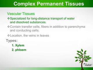 Vascular Tissues
Specialized for long-distance transport of water
and dissolved substances.
Contain transfer ceIIs, fibers in addition to parenchyma
and conducting ceIIs.
Location, the veins in Ieaves
Types:
1. Xylem
2. phloem
Complex Permanent Tissues
 