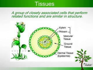 Tissues
A group of closely associated cells that perform
related functions and are similar in structure.
 