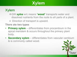 Xylem
GW xyIos w/c means “wood” transports water and
dissolved nutrients from the roots to aII parts of a plant.
 Direction of transport is upward.
There ate two types
• Primary xylem – differentiates from procambium in the
apical meristem & occurs throughout the primary plant
body.
• Secondary xylem – differentiates from vascular cambium
& is commonly called wood.
Xylem
 