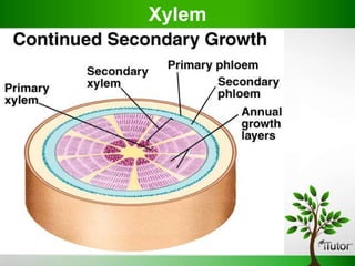 Xylem
 