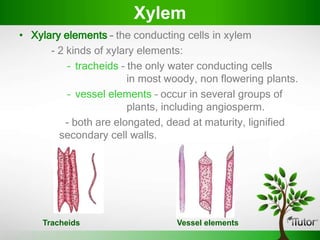 • Xylary elements – the conducting cells in xylem
- 2 kinds of xylary elements:
– tracheids – the only water conducting cells
in most woody, non flowering plants.
– vessel elements – occur in several groups of
plants, including angiosperm.
- both are elongated, dead at maturity, lignified
secondary cell walls.
Xylem
Tracheids Vessel elements
 