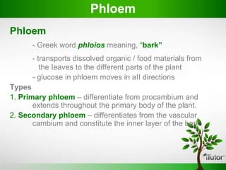 PhIoem
- Greek word phloios meaning, “bark”
- transports dissolved organic / food materials from
the Ieaves to the different parts of the plant
- glucose in phloem moves in aII directions
Types
1. Primary phloem – differentiate from procambium and
extends throughout the primary body of the plant.
2. Secondary phloem – differentiates from the vascular
cambium and constitute the inner layer of the bark.
PhIoem
 