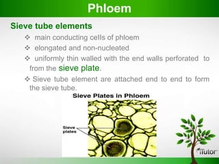 Sieve tube elements
 main conducting ceIIs of phloem
 elongated and non-nucleated
 uniformly thin walled with the end walls perforated to
from the sieve plate.
 Sieve tube element are attached end to end to form
the sieve tube.
PhIoem
 