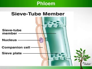 PhIoem
 