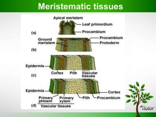Meristematic tissues
 