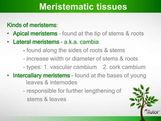Kinds of meristems:
• Apical meristems – found at the tip of stems & roots
• Lateral meristems – a.k.a. cambia
- found along the sides of roots & stems
- increase width or diameter of stems & roots
- types: 1. vascular cambium 2. cork cambium
• Intercallary meristems – found at the bases of young
leaves & internodes
- responsible for further lengthening of
stems & leaves
Meristematic tissues
 