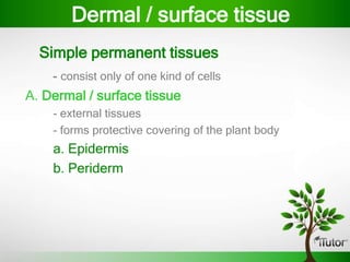 Simple permanent tissues
- consist only of one kind of cells
A. Dermal / surface tissue
- external tissues
- forms protective covering of the plant body
a. Epidermis
b. Periderm
Dermal / surface tissue
 
