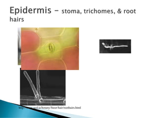 http://www.ucd.ie/botany/Steer/hair/roothairs.html
 
