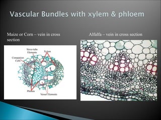 Maize or Corn – vein in cross
section
Alfalfa – vein in cross section
 
