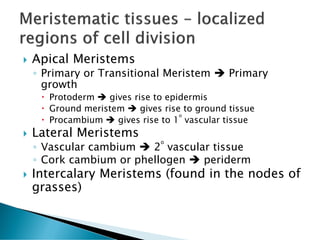  Apical Meristems
◦ Primary or Transitional Meristem ➔ Primary
growth
 Protoderm ➔ gives rise to epidermis
 Ground meristem ➔ gives rise to ground tissue
 Procambium ➔ gives rise to 1
o
vascular tissue
 Lateral Meristems
◦ Vascular cambium ➔ 2
o
vascular tissue
◦ Cork cambium or phellogen ➔ periderm
 Intercalary Meristems (found in the nodes of
grasses)
 