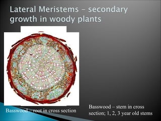 Basswood – root in cross section
Basswood – stem in cross
section; 1, 2, 3 year old stems
 