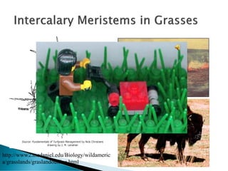 http://www2.mcdaniel.edu/Biology/wildameric
a/grasslands/graslandoutline.html
 