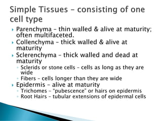  Parenchyma – thin walled & alive at maturity;
often multifaceted.
 Collenchyma – thick walled & alive at
maturity
 Sclerenchyma – thick walled and dead at
maturity
◦ Sclerids or stone cells – cells as long as they are
wide
◦ Fibers – cells longer than they are wide
 Epidermis – alive at maturity
◦ Trichomes – “pubescence” or hairs on epidermis
◦ Root Hairs – tubular extensions of epidermal cells
 