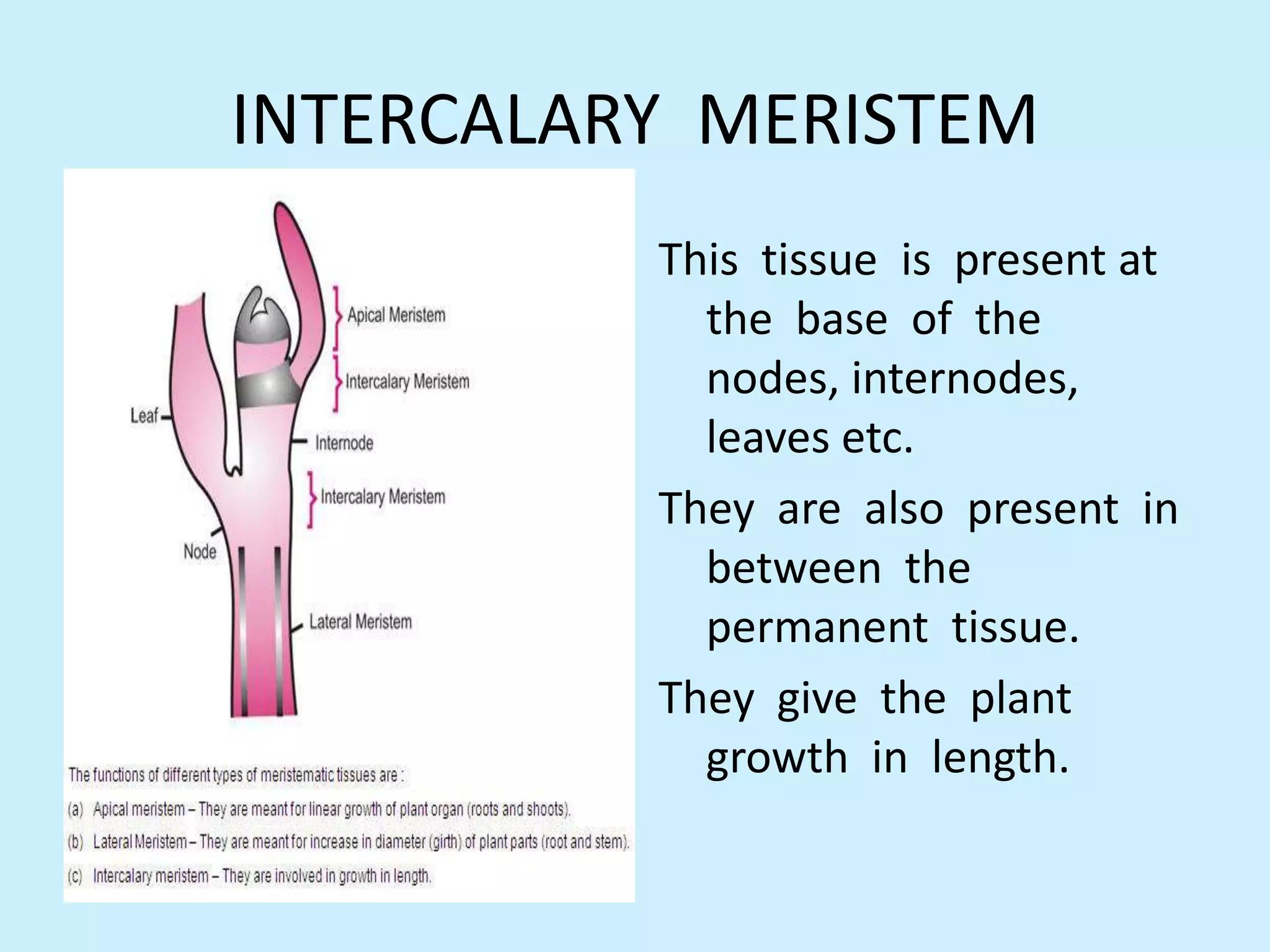 Plant tissues, 9 cbse | PPTX