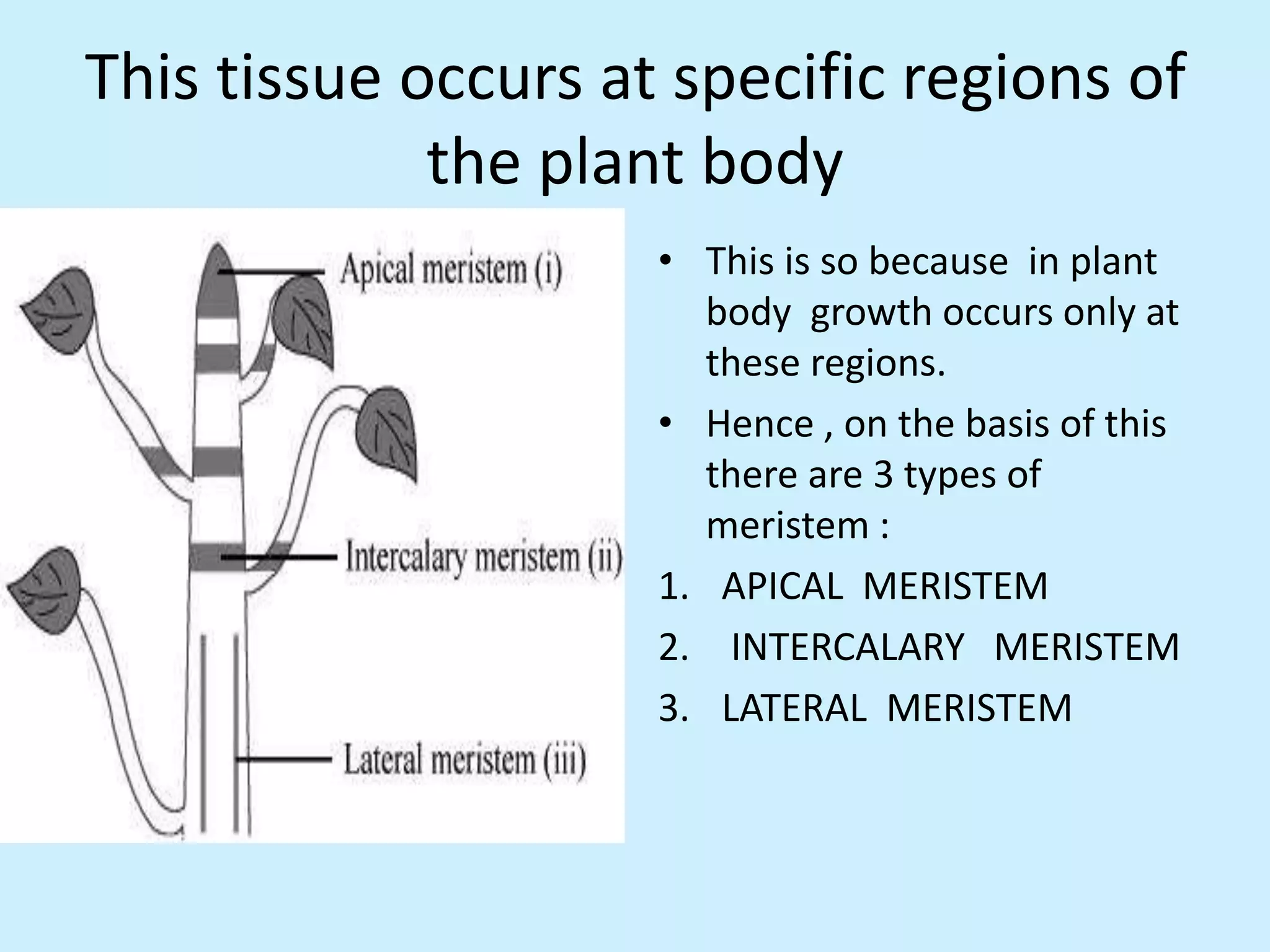 Plant tissues, 9 cbse | PPTX