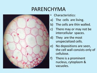 PARENCHYMA
     • Characteristics:
     a) The cells are living.
     b) The cells are thin walled.
     c) There may or may not be
        intercellular spaces.
     d) They are the most
        unspecialized cells.
     e) No depositions are seen,
        the cell wall consists only of
        cellulose.
     f) There is a prominent
        nucleus, cytoplasm &
        vacuoles.
 