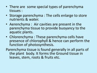 • There are some special types of parenchyma
  tissues :
• Storage parenchyma : The cells enlarge to store
  nutrients & water.
• Aerenchyma : Air cavities are present in the
  parenchyma tissue to provide buoyancy to the
  aquatic plants.
• Chlorenchyma : These parenchyma cells have
  presence of chlorophyll & hence can perform the
  function of photosynthesis.
Parenchyma tissue is found generally in all parts of
  the plant body. It forms the Ground tissue in
  leaves, stem, roots & fruits etc.
 