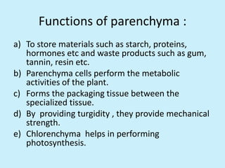 Functions of parenchyma :
a) To store materials such as starch, proteins,
   hormones etc and waste products such as gum,
   tannin, resin etc.
b) Parenchyma cells perform the metabolic
   activities of the plant.
c) Forms the packaging tissue between the
   specialized tissue.
d) By providing turgidity , they provide mechanical
   strength.
e) Chlorenchyma helps in performing
   photosynthesis.
 