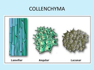 COLLENCHYMA
 