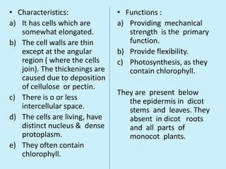 • Characteristics:              • Functions :
a) It has cells which are       a) Providing mechanical
   somewhat elongated.             strength is the primary
b) The cell walls are thin         function.
   except at the angular        b) Provide flexibility.
   region ( where the cells     c) Photosynthesis, as they
   join). The thickenings are      contain chlorophyll.
   caused due to deposition
   of cellulose or pectin.
                                They are present below
c) There is o or less              the epidermis in dicot
   intercellular space.            stems and leaves. They
d) The cells are living, have      absent in dicot roots
   distinct nucleus & dense        and all parts of
   protoplasm.                     monocot plants.
e) They often contain
   chlorophyll.
 