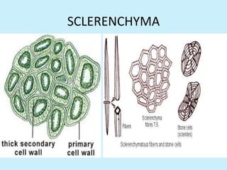SCLERENCHYMA
 