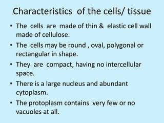 Characteristics of the cells/ tissue
• The cells are made of thin & elastic cell wall
  made of cellulose.
• The cells may be round , oval, polygonal or
  rectangular in shape.
• They are compact, having no intercellular
  space.
• There is a large nucleus and abundant
  cytoplasm.
• The protoplasm contains very few or no
  vacuoles at all.
 