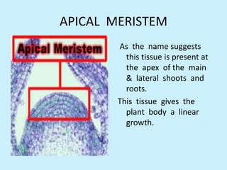 APICAL MERISTEM
        As the name suggests
          this tissue is present at
          the apex of the main
          & lateral shoots and
          roots.
        This tissue gives the
          plant body a linear
          growth.
 