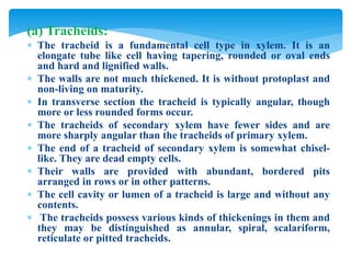 Trachyd Plant tissues and its types (part II) | PPTX