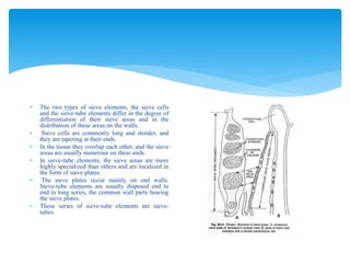 Plant Tissues and its Type Part II.pptx