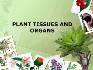 PLANT TISSUES AND ORGANS 
