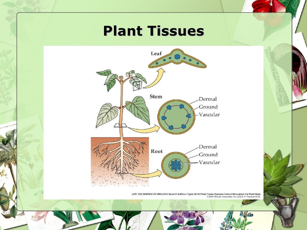 Plant tissues and organs