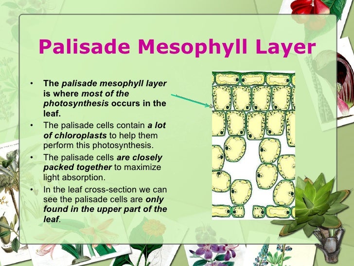Plant tissues and organs