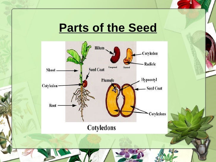 Plant tissues and organs
