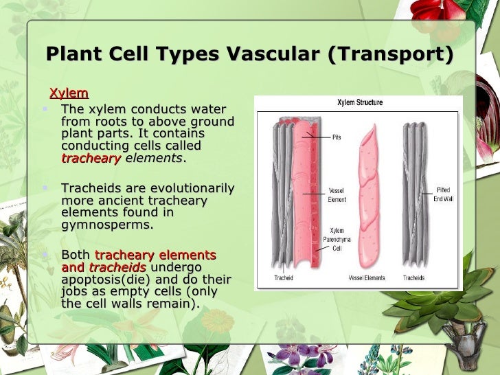 Plant tissues and organs