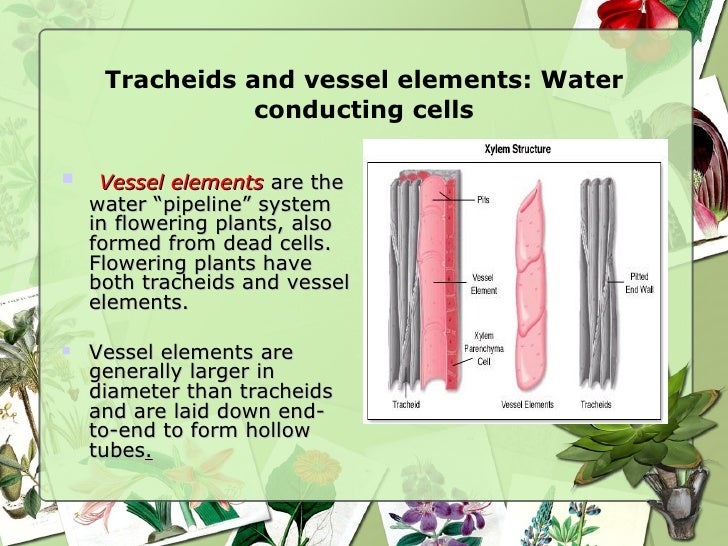 phloem and principal water conducting elements Conifer vs hardwood anatomy joseph j doccola or water-conducting tissue phloem = inner bark, or open end of vessel elements vessels. phloem and principal water conducting elements Conifer vs hardwood anatomy joseph j doccola or water-conducting tissue phloem = inner bark, or open end of vessel elements vessels.