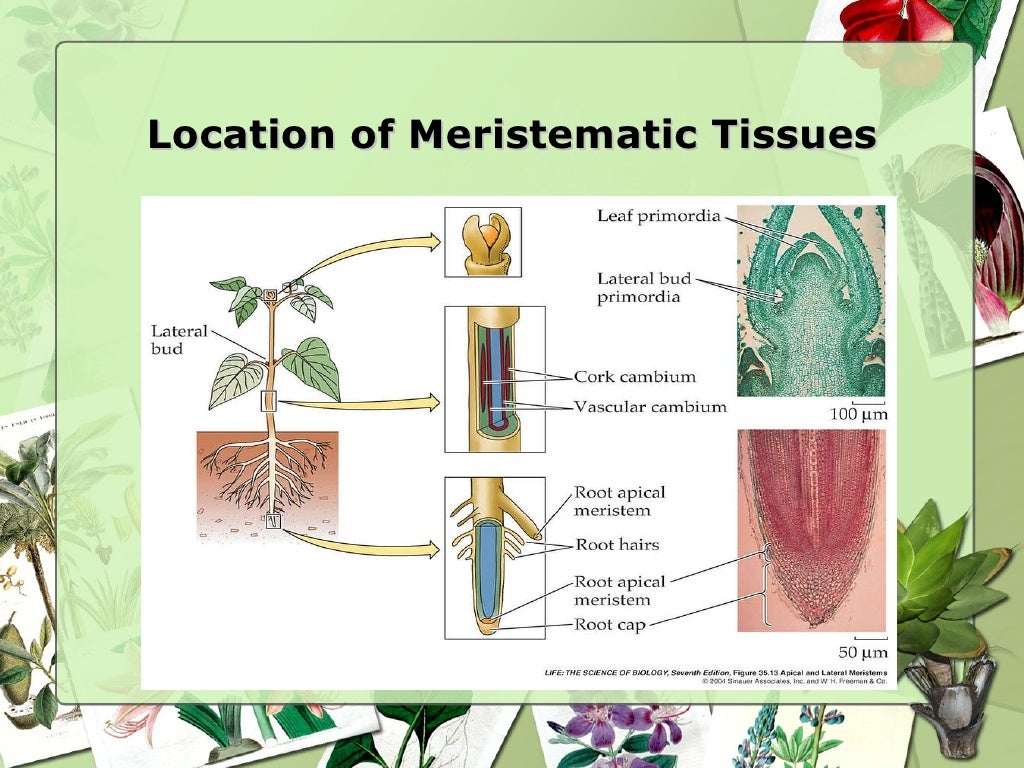 Ppt Plant Tissues And Organs Powerpoint Presentation
