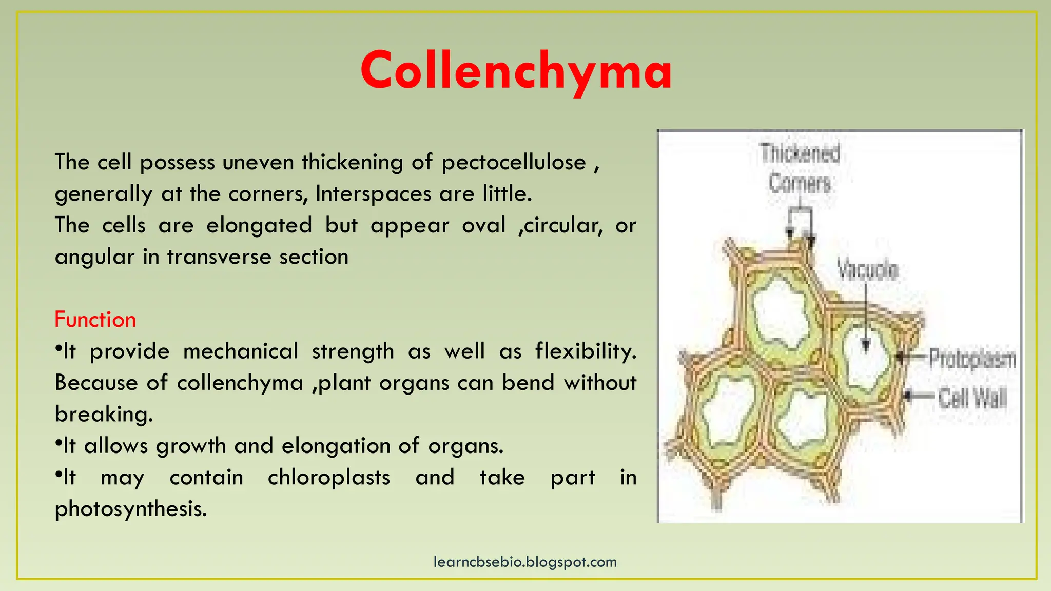 plant tissues in tissues lesson class9.pptx