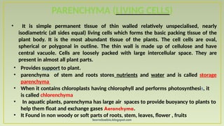 learncbsebio.blogspot.com
PARENCHYMA (LIVING CELLS)
• It is simple permanent tissue of thin walled relatively unspecialised, nearly
isodiametric (all sides equal) living cells which forms the basic packing tissue of the
plant body. It is the most abundant tissue of the plants. The cell cells are oval,
spherical or polygonal in outline. The thin wall is made up of cellulose and have
central vacuole. Cells are loosely packed with large intercellular space. They are
present in almost all plant parts.
• Provides support to plant.
• parenchyma of stem and roots stores nutrients and water and is called storage
parenchyma
• When it contains chloroplasts having chlorophyll and performs photosynthesis, it
is called chlorenchyma
• In aquatic plants, parenchyma has large air spaces to provide buoyancy to plants to
help them float and exchange gases Aeronchyma.
• It Found in non woody or soft parts of roots, stem, leaves, flower , fruits
 