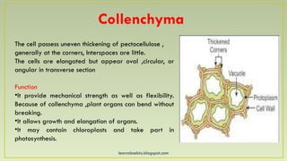 learncbsebio.blogspot.com
Collenchyma
The cell possess uneven thickening of pectocellulose ,
generally at the corners, Interspaces are little.
The cells are elongated but appear oval ,circular, or
angular in transverse section
Function
•It provide mechanical strength as well as flexibility.
Because of collenchyma ,plant organs can bend without
breaking.
•It allows growth and elongation of organs.
•It may contain chloroplasts and take part in
photosynthesis.
 