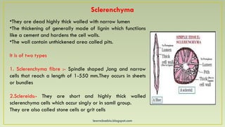learncbsebio.blogspot.com
Sclerenchyma
•They are dead highly thick walled with narrow lumen
•The thickening of generally made of lignin which functiions
like a cement and hardens the cell walls.
•The wall contain unthickened area called pits.
It is of two types
1. Sclerenchyma fibre :- Spindle shaped ,long and narrow
cells that reach a length of 1-550 mm.They occurs in sheets
or bundles
2.Sclereids:- They are short and highly thick walled
sclerenchyma cells which occur singly or in samll group.
They are also called stone cells or grit cells
 
