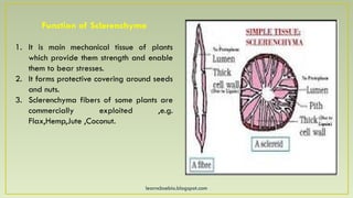 learncbsebio.blogspot.com
Function of Sclerenchyma
1. It is main mechanical tissue of plants
which provide them strength and enable
them to bear stresses.
2. It forms protective covering around seeds
and nuts.
3. Sclerenchyma fibers of some plants are
commercially exploited ,e.g.
Flax,Hemp,Jute ,Coconut.
 
