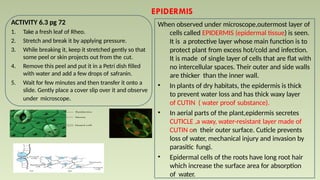 EPIDERMIS
ACTIVITY 6.3 pg 72
1. Take a fresh leaf of Rheo.
2. Stretch and break it by applying pressure.
3. While breaking it, keep it stretched gently so that
some peel or skin projects out from the cut.
4. Remove this peel and put it in a Petri dish filled
with water and add a few drops of safranin.
5. Wait for few minutes and then transfer it onto a
slide. Gently place a cover slip over it and observe
under microscope.
When observed under microscope,outermost layer of
cells called EPIDERMIS (epidermal tissue) is seen.
It is a protective layer whose main function is to
protect plant from excess hot/cold and infection.
It is made of single layer of cells that are flat with
no intercellular spaces. Their outer and side walls
are thicker than the inner wall.
• In plants of dry habitats, the epidermis is thick
to prevent water loss and has thick waxy layer
of CUTIN ( water proof substance).
• In aerial parts of the plant,epidermis secretes
CUTICLE ,a waxy, water-resistant layer made of
CUTIN on their outer surface. Cuticle prevents
loss of water, mechanical injury and invasion by
parasitic fungi.
• Epidermal cells of the roots have long root hair
which increase the surface area for absorption
of water.
 