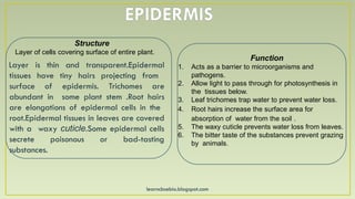 learncbsebio.blogspot.com
EPIDERMIS
Layer is thin and transparent.Epidermal
tissues have tiny hairs projecting from
surface of epidermis. Trichomes are
abundant in some plant stem .Root hairs
are elongations of epidermal cells in the
root.Epidermal tissues in leaves are covered
with a waxy cuticle.Some epidermal cells
secrete poisonous or bad-tasting
substances.
Structure
Layer of cells covering surface of entire plant.
Function
1. Acts as a barrier to microorganisms and
pathogens.
2. Allow light to pass through for photosynthesis in
the tissues below.
3. Leaf trichomes trap water to prevent water loss.
4. Root hairs increase the surface area for
absorption of water from the soil .
5. The waxy cuticle prevents water loss from leaves.
6. The bitter taste of the substances prevent grazing
by animals.
 